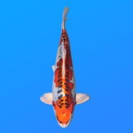Koï Japon D. Kujaku éleveur Seiki 38-41 cm