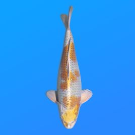 Koï Japon Kogane éleveur Seiki 38-41 cm