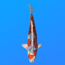Koï Japon D. Kujaku éleveur Seiki 38-41 cm
