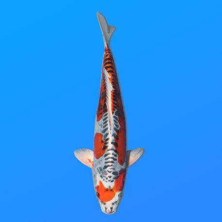 Koï Japon D. Kujaku éleveur Seiki 38-41 cm