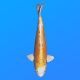 Koï Japon D. Hariwake éleveur Seiki 38-41 cm