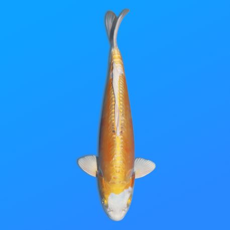 Koï Japon D. Hariwake éleveur Seiki 38-41 cm