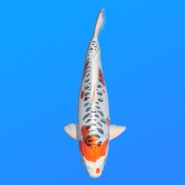 Koï Japon D. Kujaku éleveur Seiki 38-41 cm