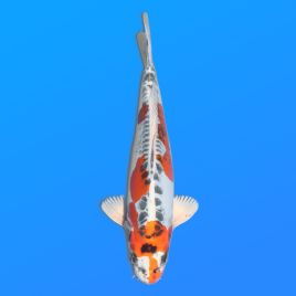 Koï Japon D. Kujaku éleveur Seiki 38-41 cm