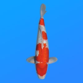 Koï Japon Goshiki éleveur Seiki 38-41 cm