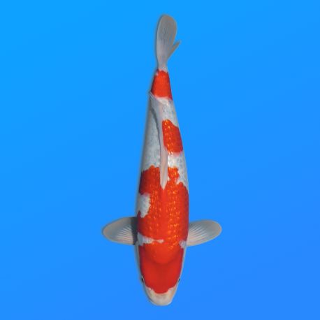 Koï Japon Goshiki éleveur Seiki 38-41 cm