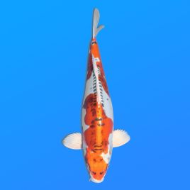 Koï Japon D. Kujaku éleveur Seiki 38-41 cm