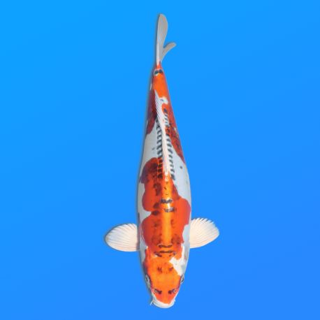 Koï Japon D. Kujaku éleveur Seiki 38-41 cm