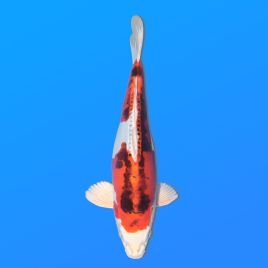 Koï Japon D. Beni Kiko éleveur Seiki 38-41 cm