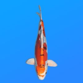 Koï Japon D. Kujaku éleveur Seiki 38-41 cm