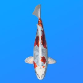 Koï Japon Beni Kiko éleveur Seiki 38-41 cm