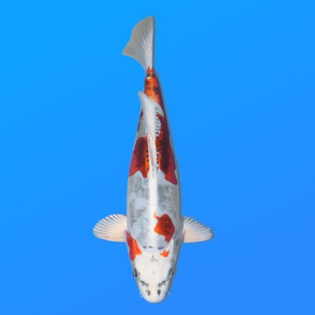 Koï Japon Beni Kiko éleveur Seiki 38-41 cm