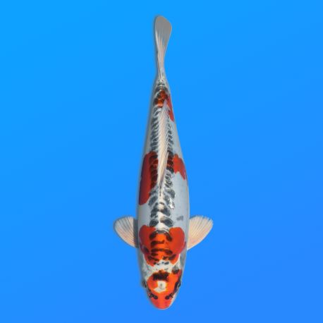 Koï Japon D. Kujaku éleveur Seiki 38-41 cm