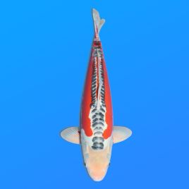 Koï Japon Shusui femelleéleveur Seiki 47 cm