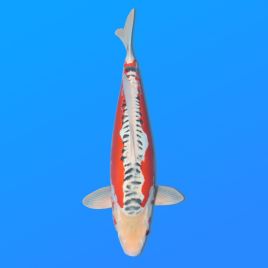 Koï Japon Shusui femelleéleveur Seiki 50 cm