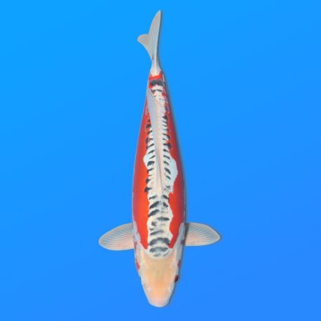 Koï Japon Shusui femelleéleveur Seiki 50 cm