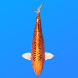 Koï Japon Kawari femelleéleveur Seiki 50 cm