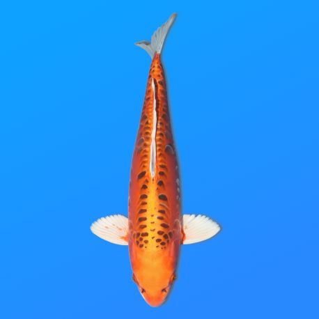 Koï Japon Kawari femelleéleveur Seiki 50 cm