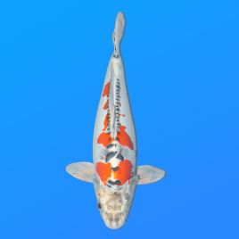 Koï Japon Beni Kiko femelle éleveur Seiki 55 cm