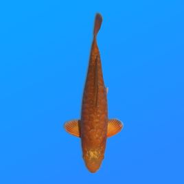 Koï Japon D. M. Chagoi éleveur Kase 34-36 cm