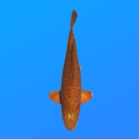 Koï Japon D. M. Chagoi éleveur Kase 34-36 cm