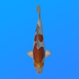 Koï Japon D. M. Ochiba éleveur Kase 34-36 cm