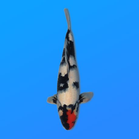 Koï Japon Tancho Showa éleveur Kase 34-36 cm