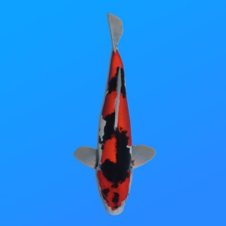 Koï Japon D. Showa éleveur Kase 34-36 cm