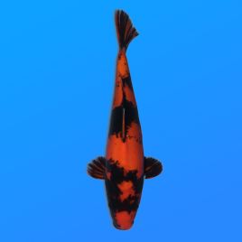 Koï Japon D. Hi Utsuri éleveur Kase 34-36 cm