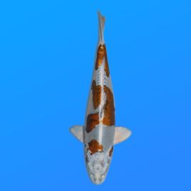 Koï Japon D. Kogane éleveur Kase 34-36 cm