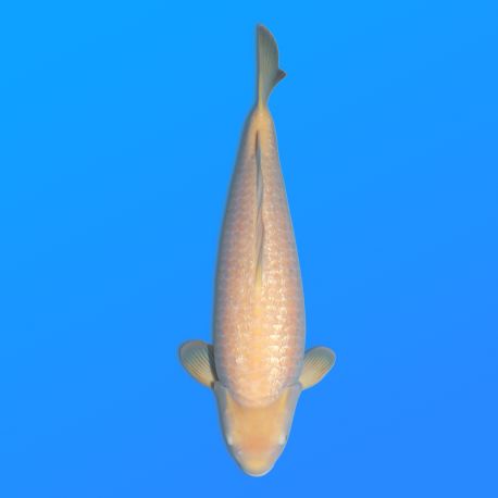 Koï Japon G. Karashigoi femelle éleveur Hoshikin 