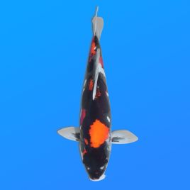 Koï Japon D. Showa éleveur Shinoda 35-43 cm