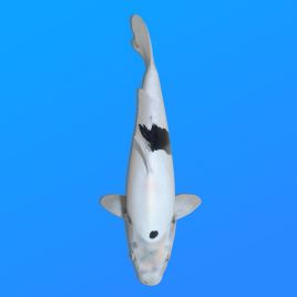 Koï Japon D. Shiro Utsuri éleveur Shinoda 35-43 cm
