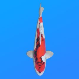 Koï Japon D. Showa éleveur Shinoda 35-43 cm