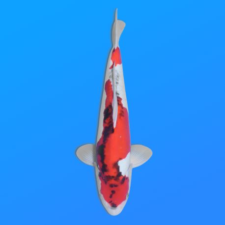Koï Japon D. Showa éleveur Shinoda 35-43 cm