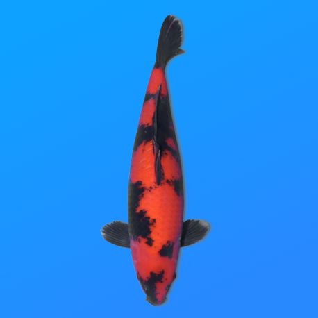 Koï Japon Hi Utusri éleveur Shinoda 35-43 cm