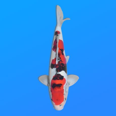 Koï Japon D. Showa éleveur Shinoda 35-43 cm