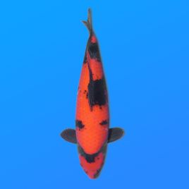 Koï Japon Hi Utsuri éleveur Shinoda 35-43 cm