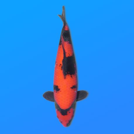 Koï Japon Hi Utsuri éleveur Shinoda 35-43 cm