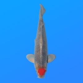 Koï Japon T. Goshiki éleveur Kanno 36-41 cm