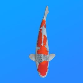 Koï Japon Goshiki éleveur Kanno 36-41 cm