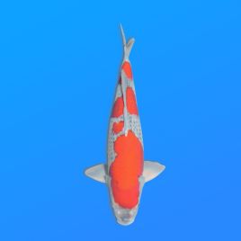 Koï Japon Goshiki éleveur Koda 48-52 cm