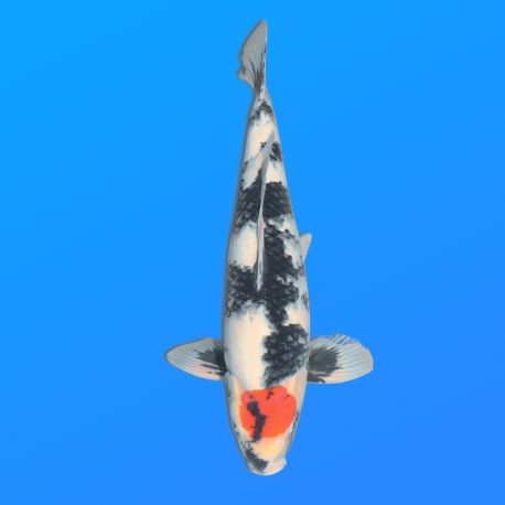 Koï Japon T. Showa éleveur Koda 48-52 cm