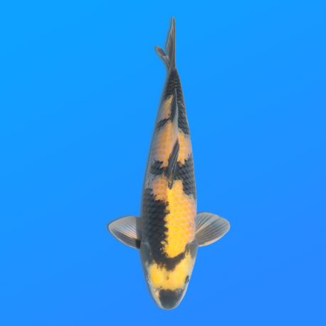 Koï Japon Ki Utsuri éleveur Otuska 37-40 cm