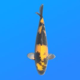 Koï Japon Ki Utsuri éleveur Otuska 37-40 cm