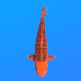 Koï Japon Aka Matsuba éleveur Otuska 37-40 cm