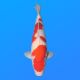 Koï Japon Kohaku mâle éleveur Himitsu 56 cm