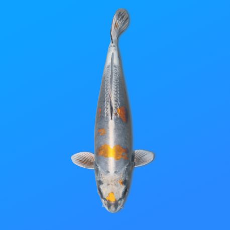 Ki Kikokuryu 45-47 cm