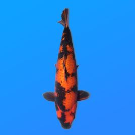 Koï Japon G. Hi Utsuri éleveur Maruhiro 45-50 cm