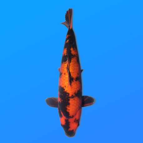 Koï Japon G. Hi Utsuri éleveur Maruhiro 45-50 cm